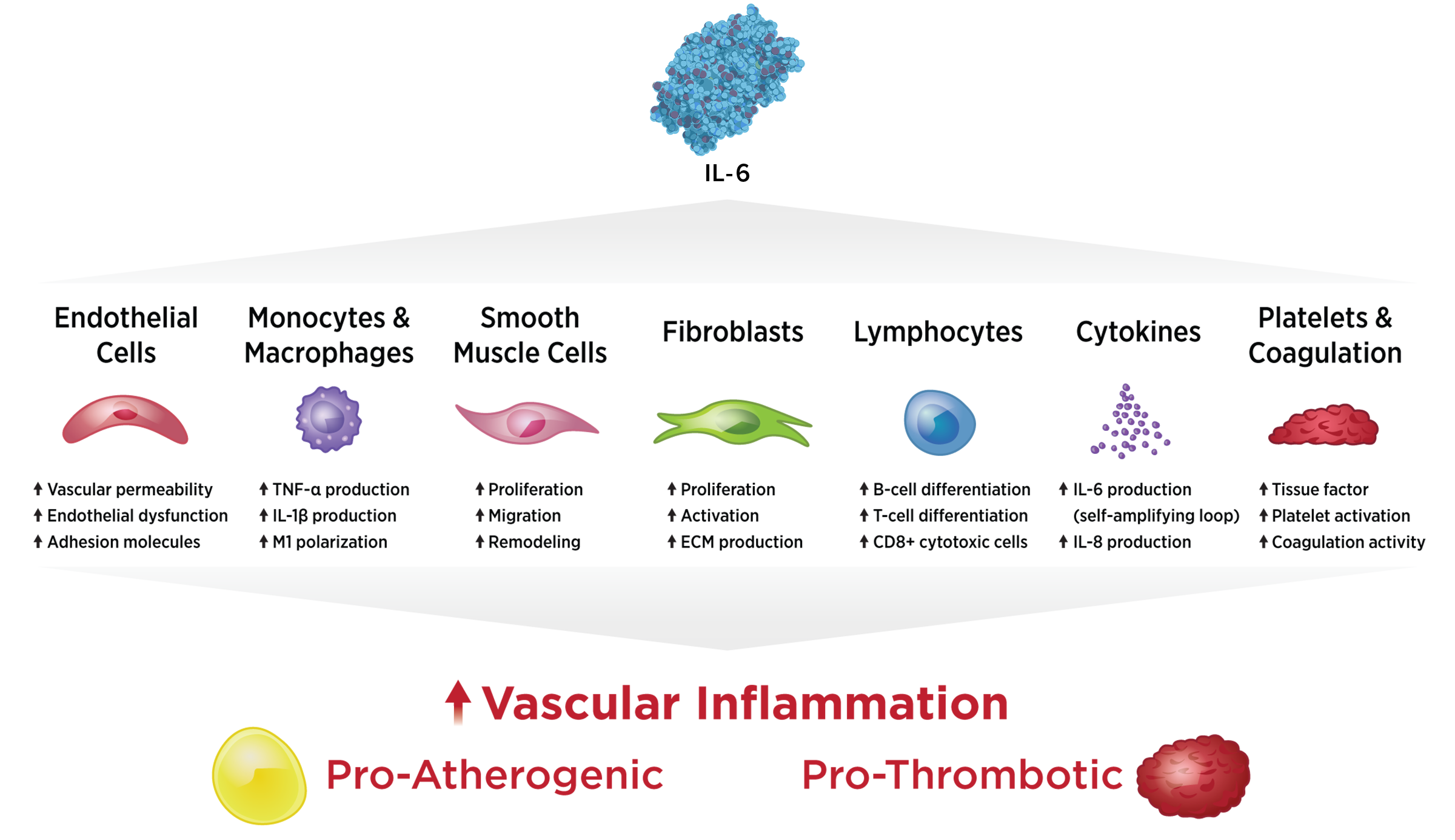 IL-6-Mechanism-of-Action-v2